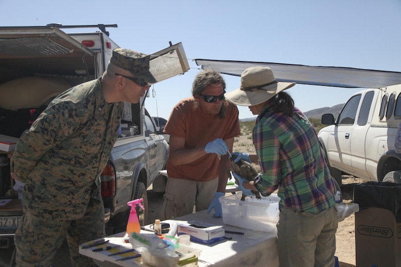 Commanding General, Brig. Gen. William F. Mullen III, observes as Peter Praschag, a biologist assisting with the translocation, swabs inside the mouth of a desert tortoise as part of a health assessment, April 12, 2017, during the desert tortoise translocation aboard the Marine Corps Air Ground Combat Center, Twentynine Palms, Calif. The translocation, in accordance with the U.S. Fish and Wildlife Service-signed Biological Opinion, serves as a negotiated mitigation to support the mandated land expansion which will afford the Combat Center the ability to conduct Large Scale Exercise training featuring up to a Marine Expeditionary Brigade-level force. (U.S. Marine Corps photo by Lance Cpl. Natalia Cuevas)