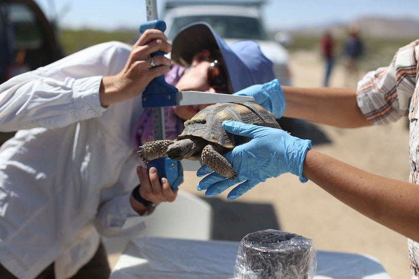 Biologists with Natural Resources and Environmental Affairs, measure a desert tortoise as part of a health assessment during the Desert Tortoise translocation, April 10, 2017, which was facilitated by the Marine Corps Air Ground Combat Center, Twentynine Palms, Calif. The translocation, in accordance with the U.S. Fish and Wildlife Service-signed Biological Opinion, serves as a negotiated mitigation to support a congressionally mandated land expansion which, will afford the Combat Center the ability to conduct Large Scale Exercise training of a Marine Expeditionary Brigade-level force. (U.S. Marine Corps photo by Cpl. Medina Ayala-Lo)