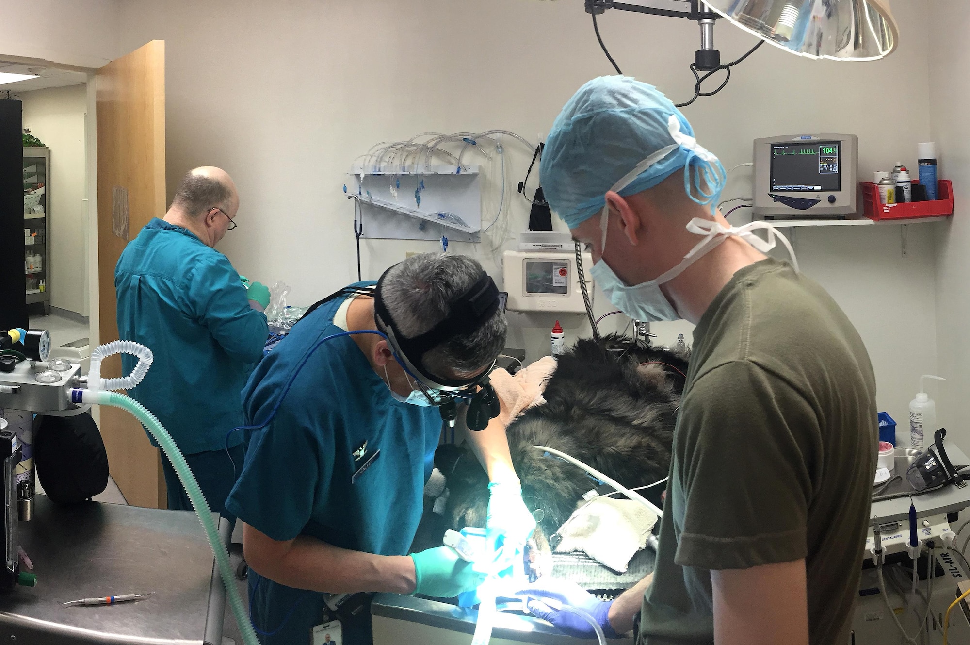 U.S. Air Force Col. Marco Galvez, left, chief endodontist of the 55th Dental Squadron, and U.S. Army Capt. Brian Adams, right, branch chief of Offutt's veterinarian services, perform a root canal on Dasty, a military working dog from the 55th Security Forces Squadron March 7, 2017 at  the Offutt Air Force Base Veterinary Treatment Facility. (Courtesy photo) 