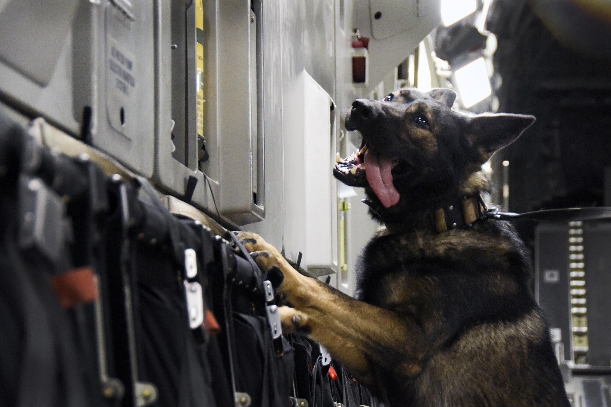 U.S. Air Force military working dog Jimo, with the 379th Expeditionary Security Forces Squadron, climbs onto a seat in a C-17 Globemaster III during detection training at Al Udeid Air Base, Qatar, April 15, 2017. Training in this type of environment is beneficial to improving the working dogs performance in detection missions.  (U.S. Air Force photo by Senior Airman Cynthia A. Innocenti)