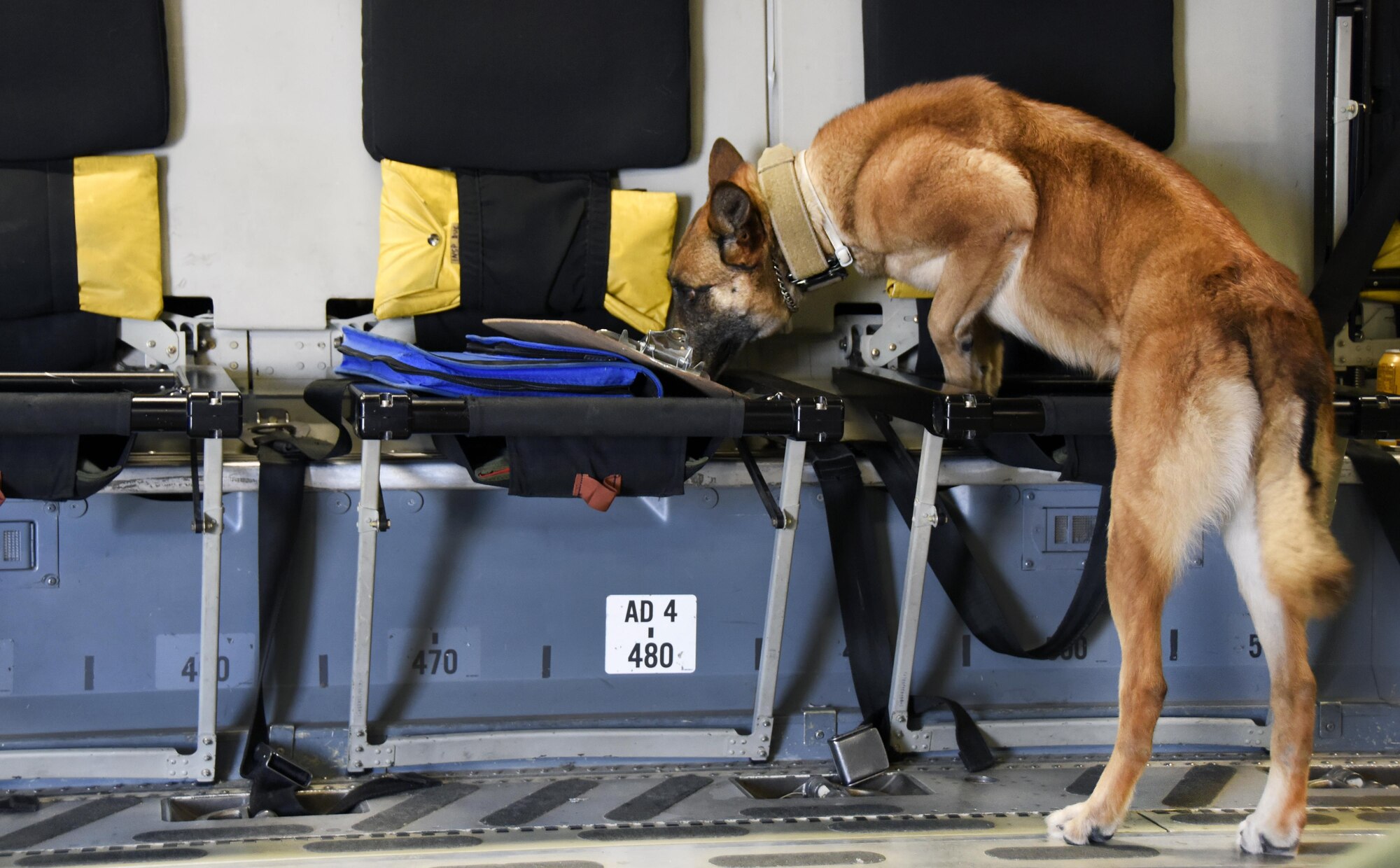 U.S. Air Force military working dog Pprada, with the 379th Expeditionary Security Forces Squadron, smells a seat in a C-17 Globemaster III during detection training at Al Udeid Air Base, Qatar, April 15, 2017. This training was designed to introduce the canines to a new environment that they may not have had previous exposure to. (U.S. Air Force photo by Senior Airman Cynthia A. Innocenti)