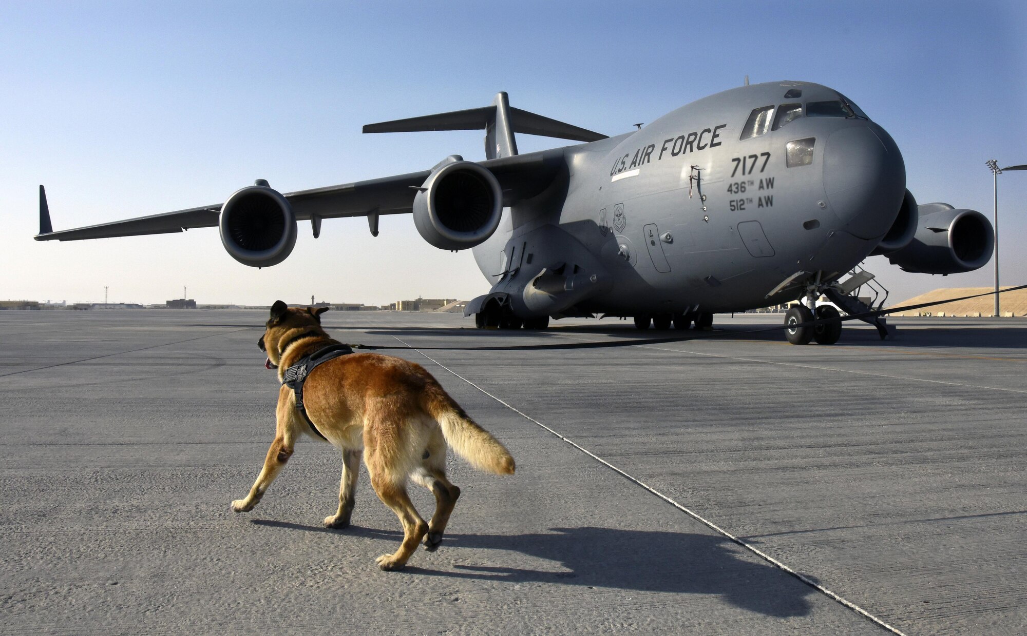 U.S. Air Force military working dog Ben, with the 379th Expeditionary Security Forces Squadron, runs towards a C-17 Globemaster III during detection training at Al Udeid Air Base, Qatar, April 15, 2017. The training was designed to introduce the canines to a new environment that they may not have had previous exposure to. (U.S. Air Force photo by Senior Airman Cynthia A. Innocenti)