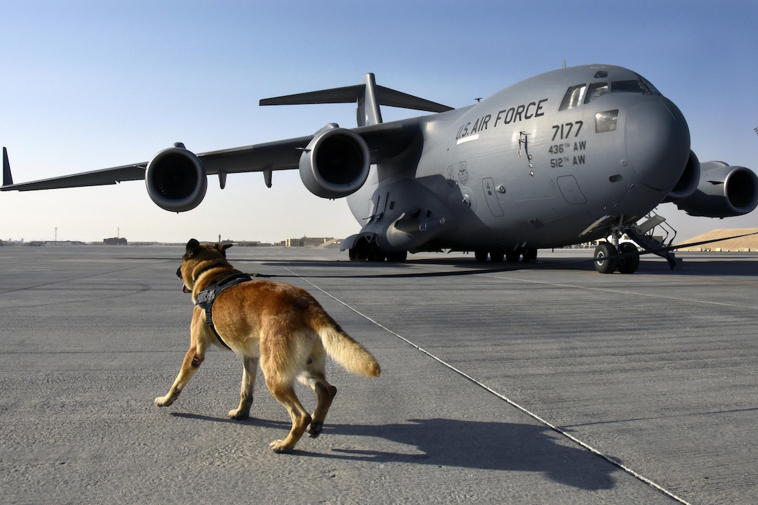 Ben, an Air Force military working dog, runs towards a C-17 Globemaster III during detection training at Al Udeid Air Base, Qatar, April 15, 2017. Ben is with the 379th Expeditionary Security Forces Squadron. The training is designed to introduce the canines to a new environment.  Air Force photo by Senior Airman Cynthia A. Innocenti