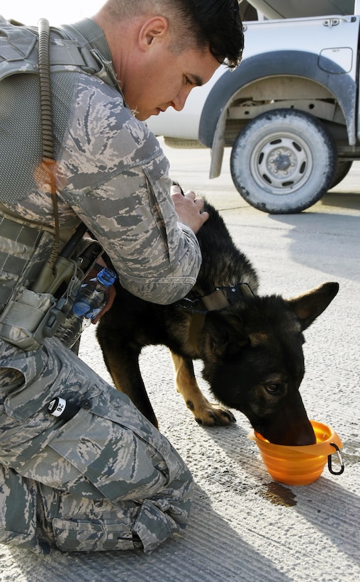 Air Force Staff Sgt. Dustin Braddy gives his military working dog some water after detection training on an aircraft at Al Udeid Air Base, Qatar, April 15, 2017. Air Force photo by Senior Airman Cynthia A. Innocenti