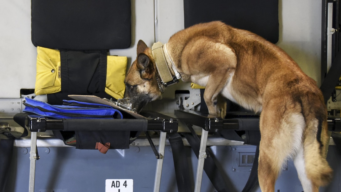 Pprada, an Air Force military working dog, smells a seat in a C-17 Globemaster III during detection training at Al Udeid Air Base, Qatar, April 15, 2017. The training introduced the canines to a new environment. Air Force photo by Senior Airman Cynthia A. Innocenti