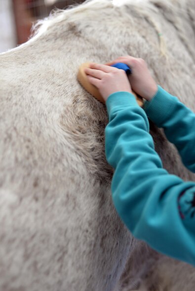 Alyssa Connor, daughter of 91st Missile Wing Commander Col. Colin Connor, brushes her horse Sterling at the Dufresne Riding Club Stables at Minot Air Force Base, N.D., April 11, 2017. Stables off base cost can cost more than 300 dollars a month. (U.S. Air Force photo/Airman 1st Class Austin M. Thomas)