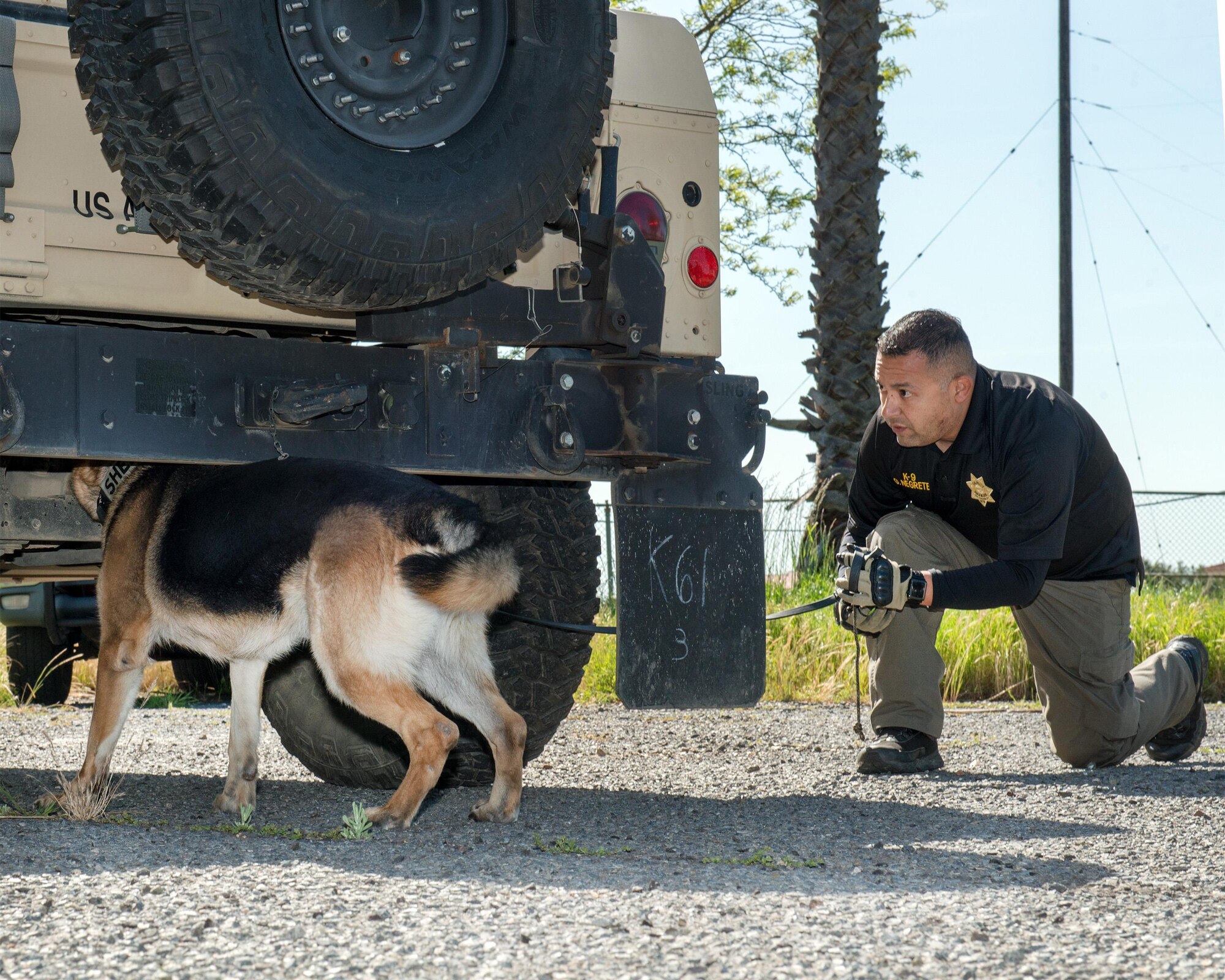George Negrete from the San Joaquin County Sheriff’s Office runs his dog Maximus during the Western State Police Canine Association trials held at Travis Air Force Base, Calif., April 14, 2017. The 2-day event featured competition in bomb and drug detection that stress the importance of control, as well as safety tactics while encountering scenarios that mimic encounters on the street. (U.S. Air Force photo by Louis Briscese)