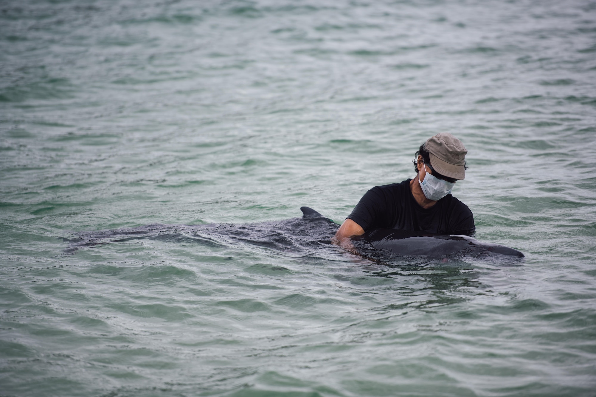 U.S. Air Force retired Master Sgt. David Lacar supports an injured dwarf sperm whale April 17, 2017, at the Kadena Marina, Japan. Lacar guided the injured whale away from the shallow rocks at the marina and into deeper water while protecting the whale until help arrived. (U.S. Air Force photo by Senior Airman Omari Bernard/Released)