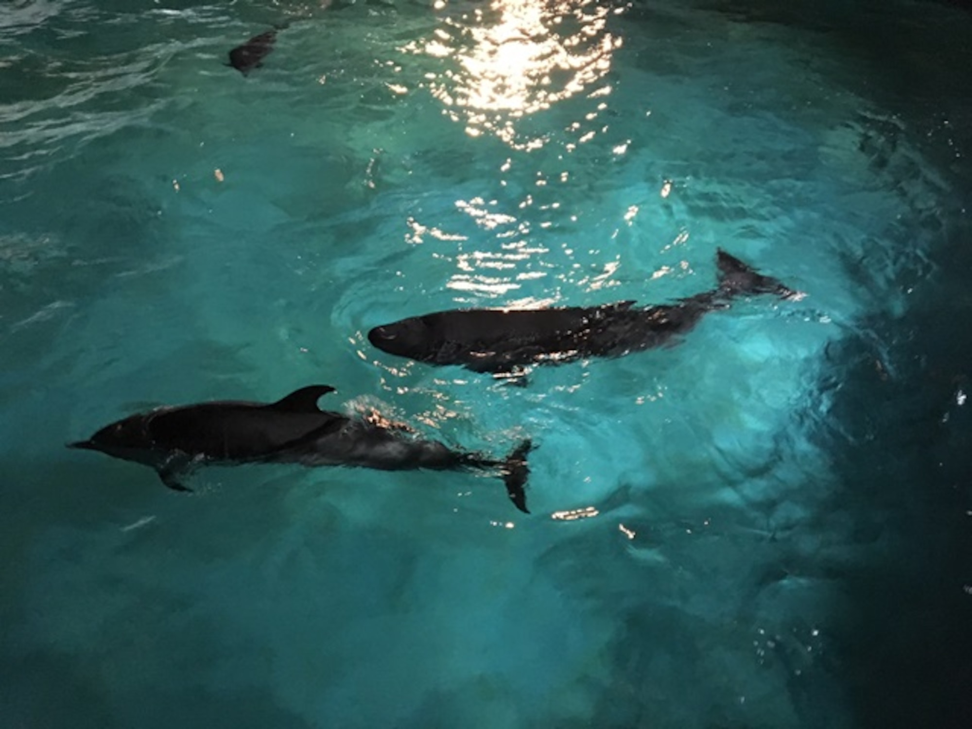 Marino, a dwarf sperm whale, swims alongside dolphins April 18, 2017, at the Charumi Aquarium, in Okinawa, Japan. Marino was rescued after beaching himself on the rocks at Kadena Marina.