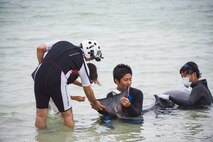 The Charumi Aquarium veterinarian team examines an injured dwarf sperm whale April 17, 2017, at Kadena Marina, Japan. The whale suffered injuries to its tale and head from beaching itself on rocks at the marina. (U.S. Air Force photo by Senior Airman Omari Bernard/Released)