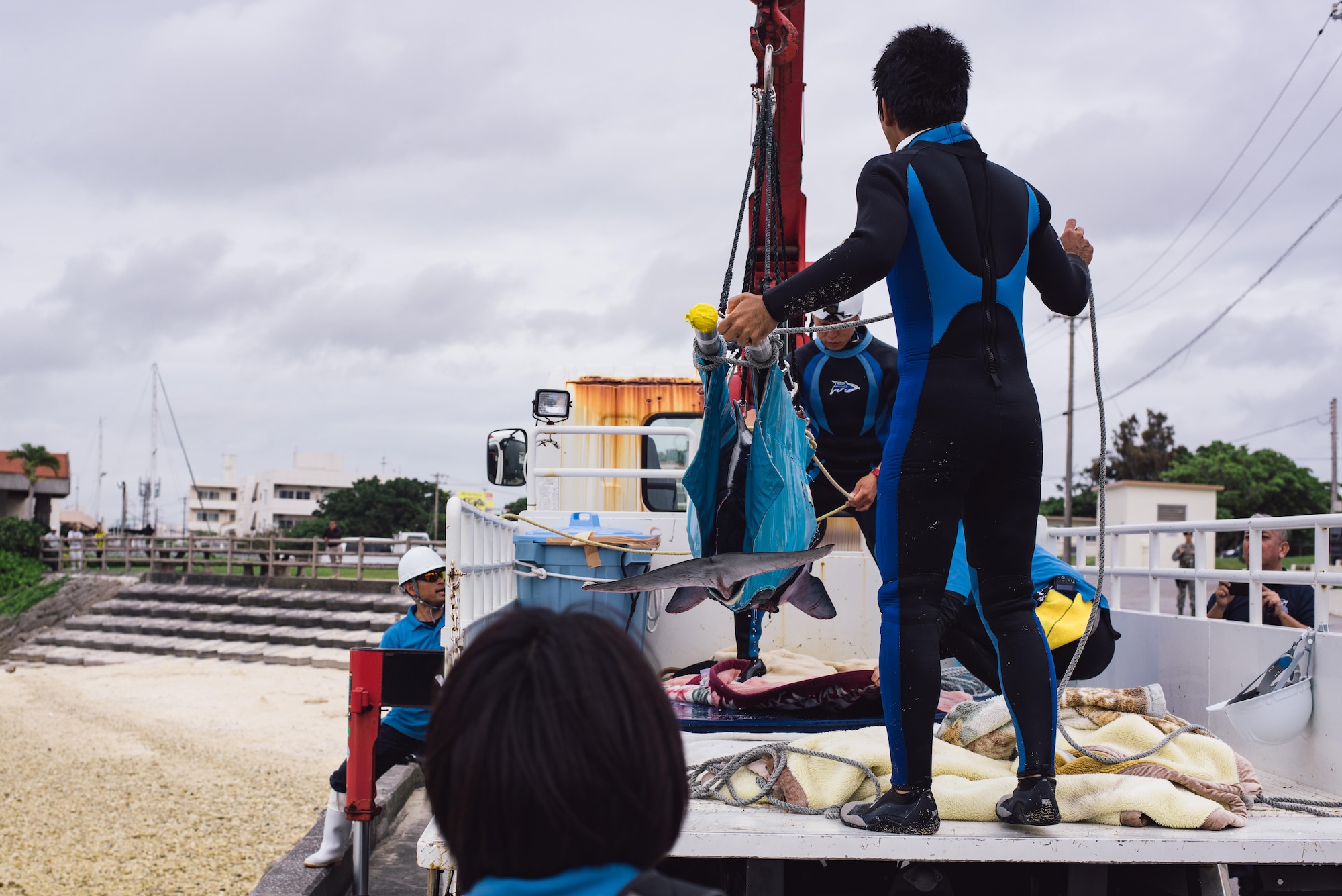 A veterinarian team from the Okinawa Charumi Aquarium loads an injured dwarf sperm whale onto the back of a vehicle April 17, 2017, at Kadena Marina, Japan. The team waited for the whale to stabilize before beginning the hour-long journey to the aquarium where the whale is currently under medical care. (U.S. Air Force photo by Senior Airman Omari Bernard/Released)