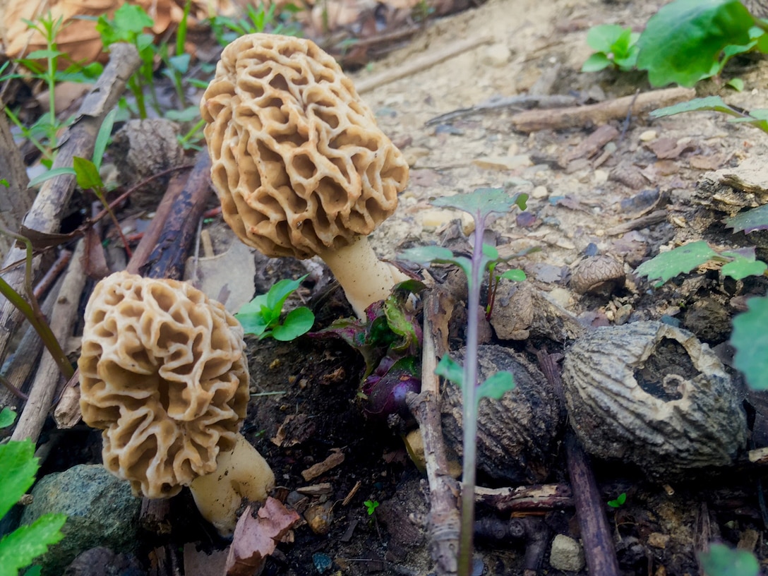 Spring rains and warm weather bring Morel mushrooms to Salamonie Lake. (USACE Photo by Ryan Martin)