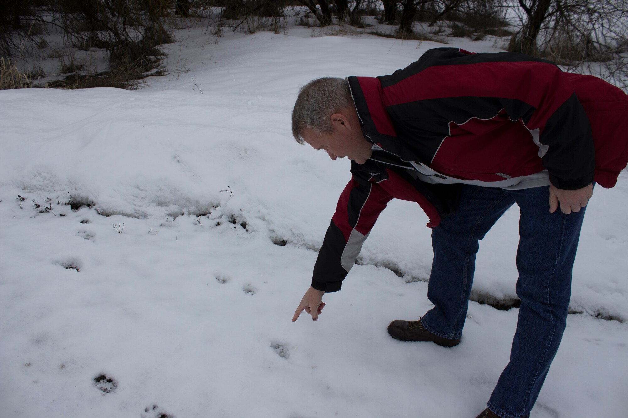 Don Teig, entomologist and subject matter expert at the Air Force Civil Engineer Center, points to coyote tracks in the snow at Fairchild Air Force Base, Washington, March 9, 2017. Wildlife at the base are potential hazards to aircraft on the runways and are a constant nuisance for base pest management experts. Teig assists bases with training for integrated pest management as a method for reducing pests. (U.S. Air Force photo by Susan Lawson).