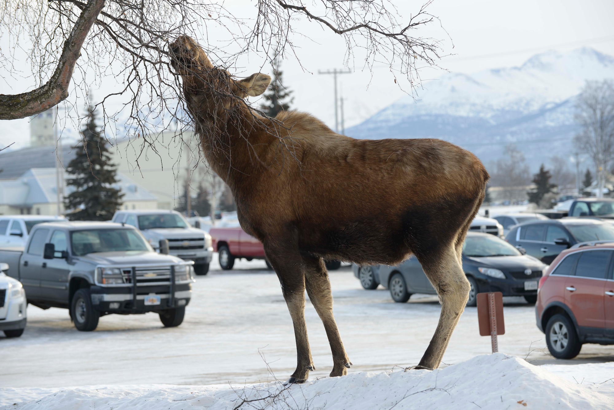 A moose nibbles on a tree outside the Public Affairs office on Joint Base Elmendorf-Richardson, Alaska, March 20, 2017. Moose are the largest extant species of the deer family with a diet primarily consisting of both terrestrial and aquatic vegetation. Weighing in from 800 to 1,500 pounds, moose are generally slow-moving, but can run as fast as 35 miles per hour. 