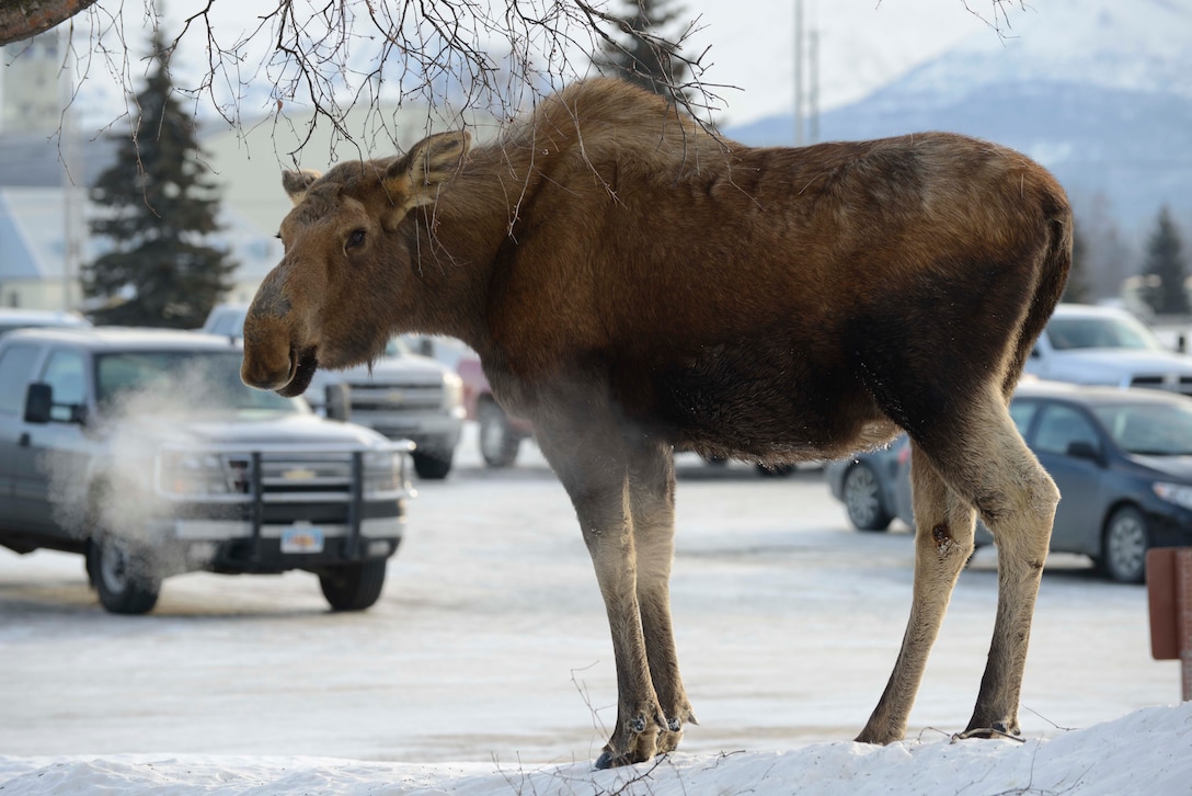 Moose Nibbles on Tree