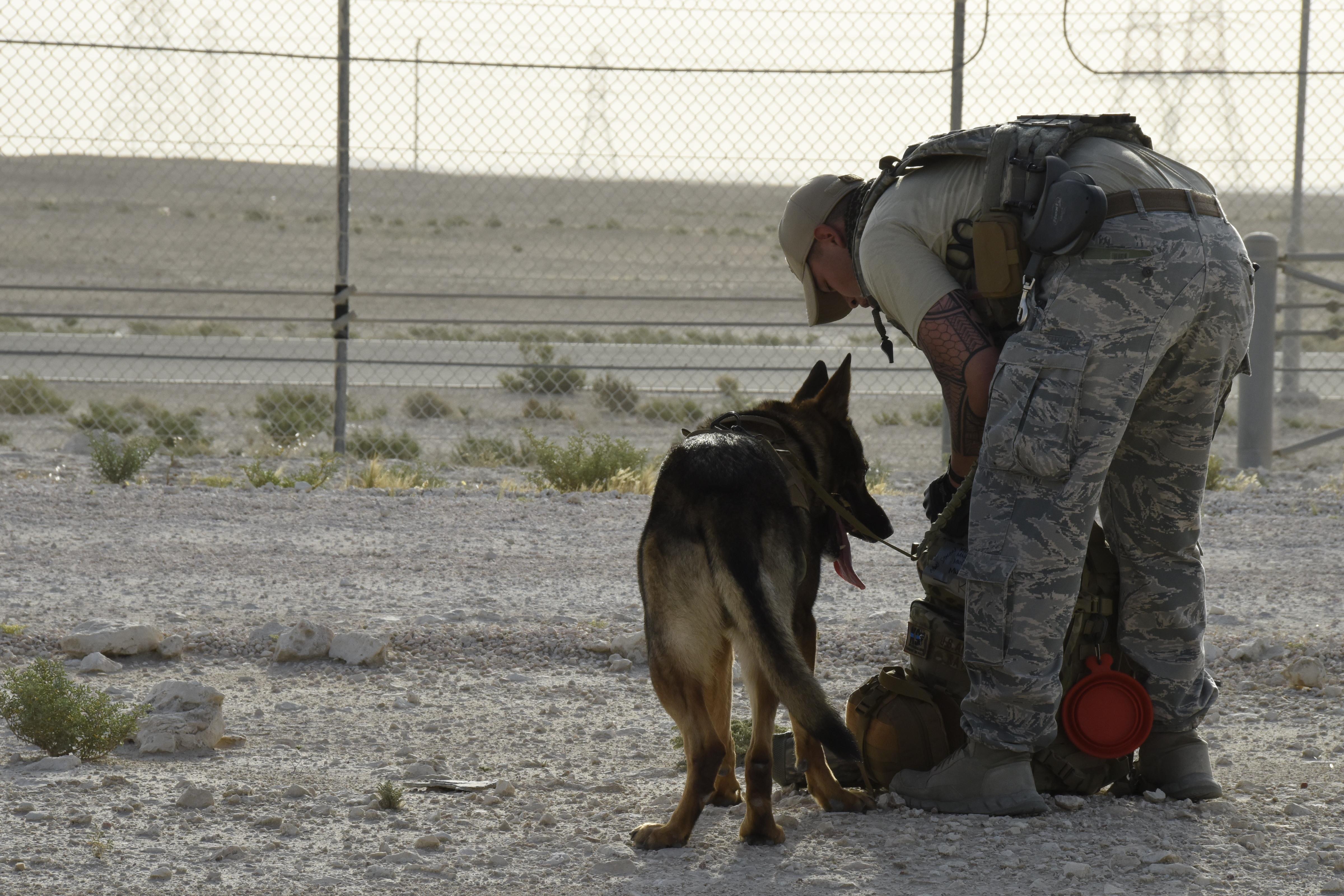 Dog handler leash 2025