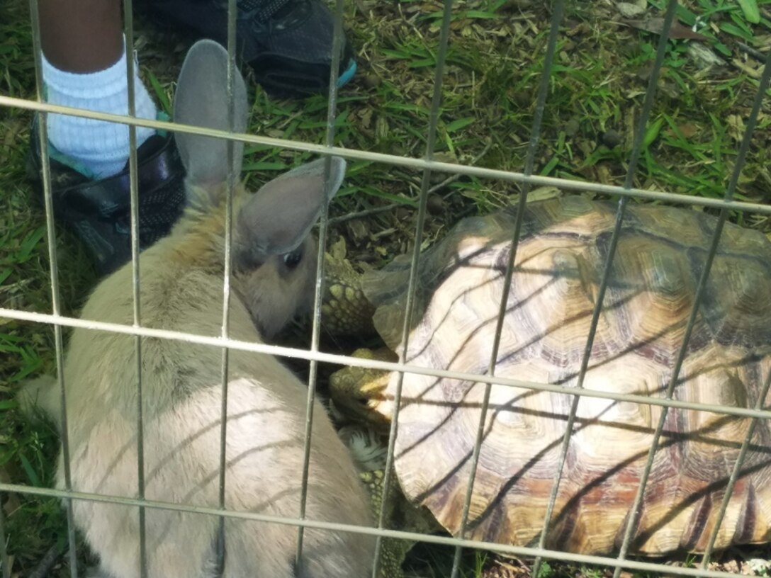 Rabbits and turtles were among the animal available for petting at the ERDC-WES Castle Club Easter Basket Raffle and Easter Egg Hunt event April 1.