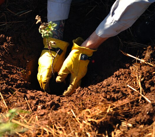 Chadwick McCready, 9th Civil Engineer Squadron biologist, plants a sapling April 21, 2017, at Beale Air Force Base, California. When the trees mature they will provide shade, habitat, and food for the native wildlife. (U.S. Air Force photo/Airman 1st Class Tristan D. Viglianco)