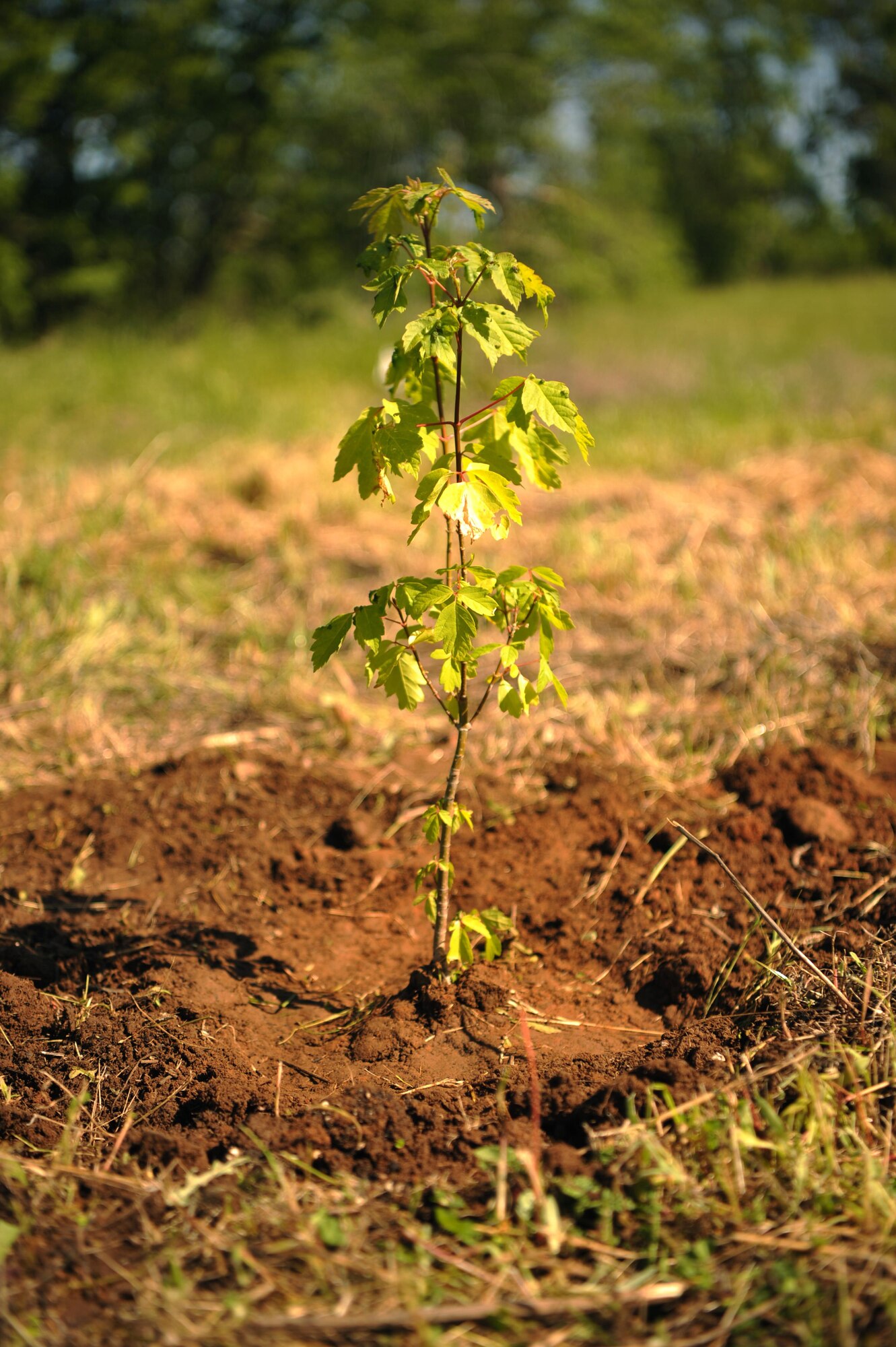 Volunteers planted many trees in celebration of Earth Day including Box elder trees April 21, 2017 at Beale Air Force Base, California. Box elder trees can be found across the United States and the tallest can grow up to 80 feet in height. (U.S. Air Force photo/Airman 1st Class Tristan D. Viglianco)