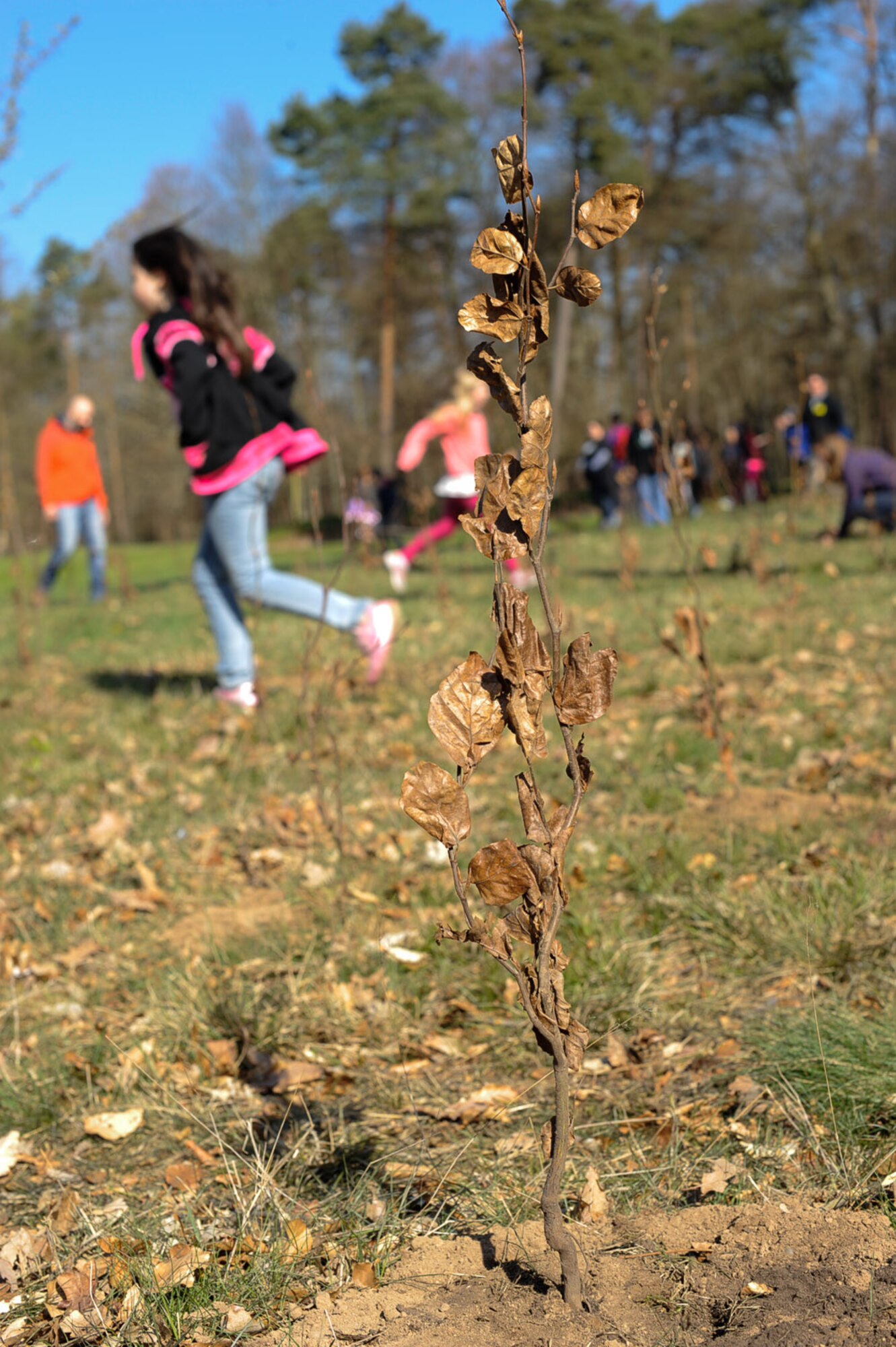 Kaiserslautern Military Community students retrieve and plant trees at Ramstein Air Base, Germany, April 21, 2017. Ramstein celebrated Earth Day to contribute toward last year’s goal to plant 7.8 billion – one for every person on the planet - until the Earth Day 2020; the effort named “Trees for the Earth” will help mark the 50th anniversary of Earth Day celebration. (U.S. Air Force photo by Airman 1st Class Savannah L. Waters)