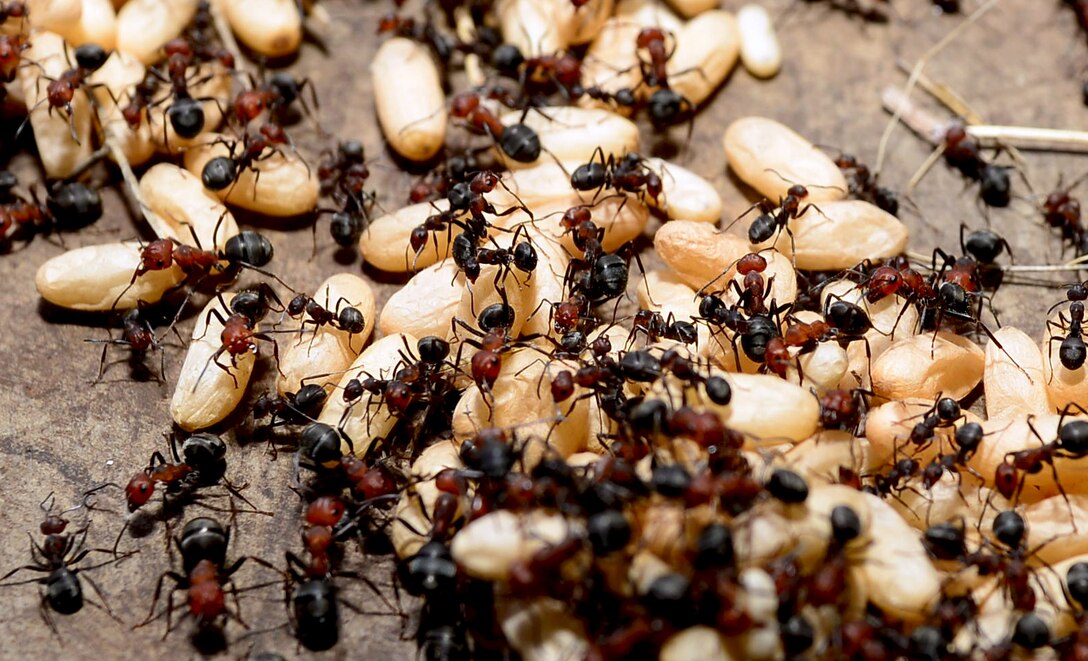 A colony of ants begin transporting eggs to a hive at Ellsworth Air Force Base, S.D., April 7, 2017. The 28th Civil Engineer Squadron pest management shop facilitates utilize tools such as the Hudson one gallon sprayer to spray pesticide on the ants to facilitate the issue. (U.S. Air Force photo by Airman 1st Class Donald C. Knechtel)