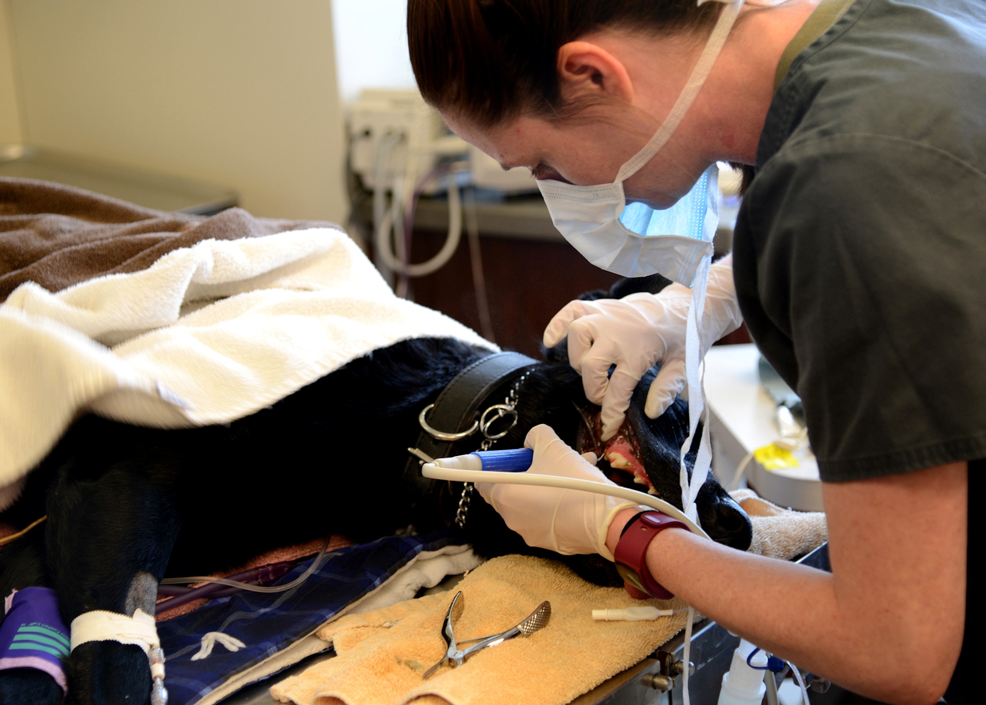 U.S. Army Sgt. Margot Coakley, NCO in charge of the veterinary treatment center at Ellsworth Air Force Base, S.D., cleans military working dog Erik’s teeth April 20, 2017, at Malmstrom Air Force Base, Mont. The MWDs receive routine physicals and dental care to maintain their health so they can perform their jobs. (U.S. Air Force photo/Staff Sgt. Delia Marchick)