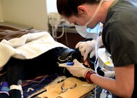 U.S. Army Sgt. Margot Coakley, NCO in charge of the veterinary treatment center at Ellsworth Air Force Base, S.D., cleans military working dog Erik’s teeth April 20, 2017, at Malmstrom Air Force Base, Mont. The MWDs receive routine physicals and dental care to maintain their health so they can perform their jobs. (U.S. Air Force photo/Staff Sgt. Delia Marchick)