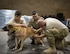 U.S. Air Force Capt. Andrew Bisset, right, 379th Expeditionary Aeromedical Evacuation Squadron, checks the femoral artery on military working dog Ben at Al Udeid Air Base, Qatar, April 19, 2017. Bisset attended the class in order to gain a better understanding of a military working dog anatomy so he can help in the event that no veterinary medical staff is available. (U.S. Air Force photo by Tech. Sgt. Amy M. Lovgren)