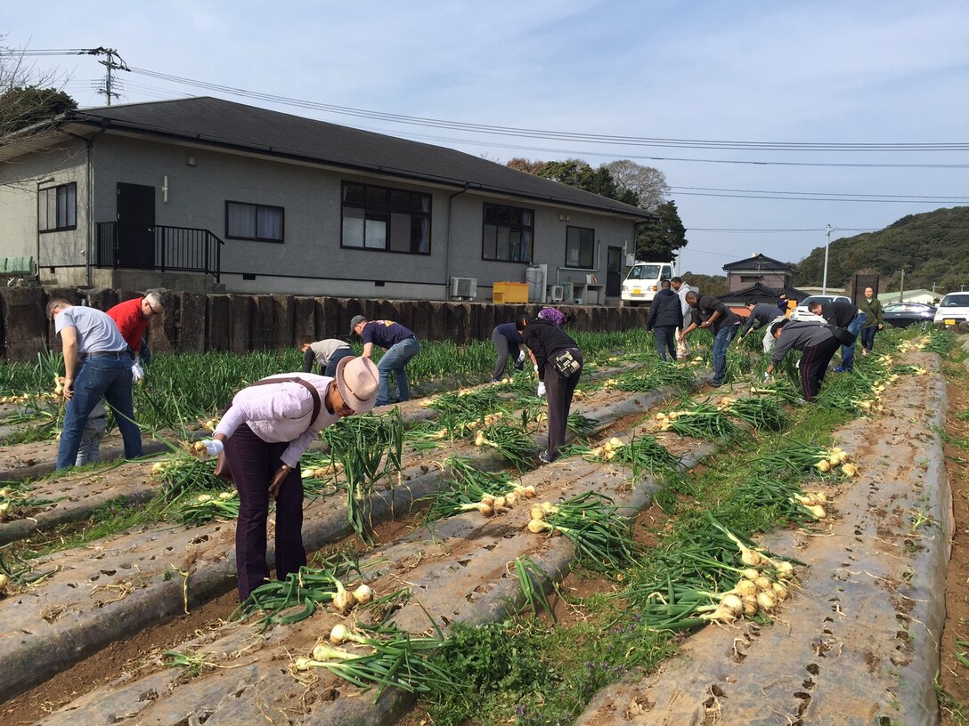 Employees from DLA Distribution Yokosuka, Japan’s Sasebo detachment work with volunteers from Commander Fleet Activities, Sasebo to pick onions in the local community.