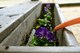 A flower receives water at the 20th Force Support Squadron Child Development Center at Shaw Air Force Base, S.C., April 21, 2017. Children were given the opportunity to participate in gardening activities to celebrate Earth Day, including watering and planting flowers and herbs. (U.S. Air Force photo by Airman 1st Class Kathryn R.C. Reaves)