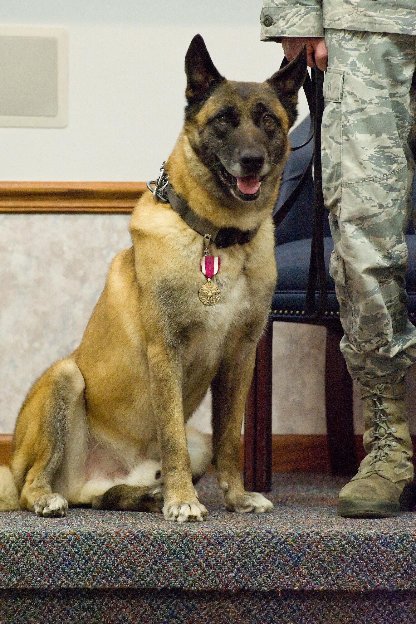 Military Working Dog Cuervo, N622, assigned to the 436th Airlift Wing, 436th Security Forces Squadron, was presented the U.S. Air Force Meritorious Service Medal during his retirement ceremony April 14, 2017, on Dover Air Force Base, Del. As a member of the Department of Defense’s MWD Program, Cuervo entered the Air Force on Sept. 21, 2009 and spent more than seven years on active duty. (U.S. Air Force photo by Roland Balik)
