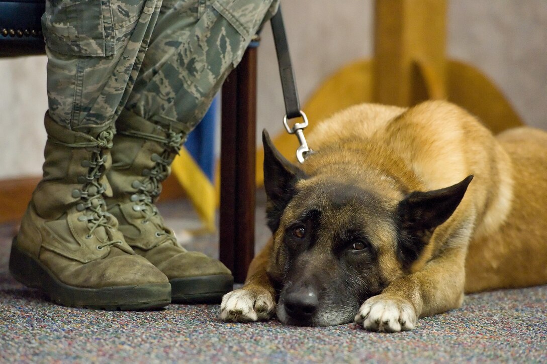 Military Working Dog Cuervo, N622, assigned to the 436th Airlift Wing, 436th Security Forces Squadron, lays by the boots of Senior Airman Alexander Cormier, 436th SFS MWD handler, during Cuervo’s retirement ceremony April 14, 2017, on Dover Air Force Base, Del. In his seven years-plus on active duty, MWD Cuervo went on 20 U.S. Secret Service missions worldwide and conducted searches ensuring the safety of the president, vice president and foreign dignitaries. (U.S. Air Force photo by Roland Balik)