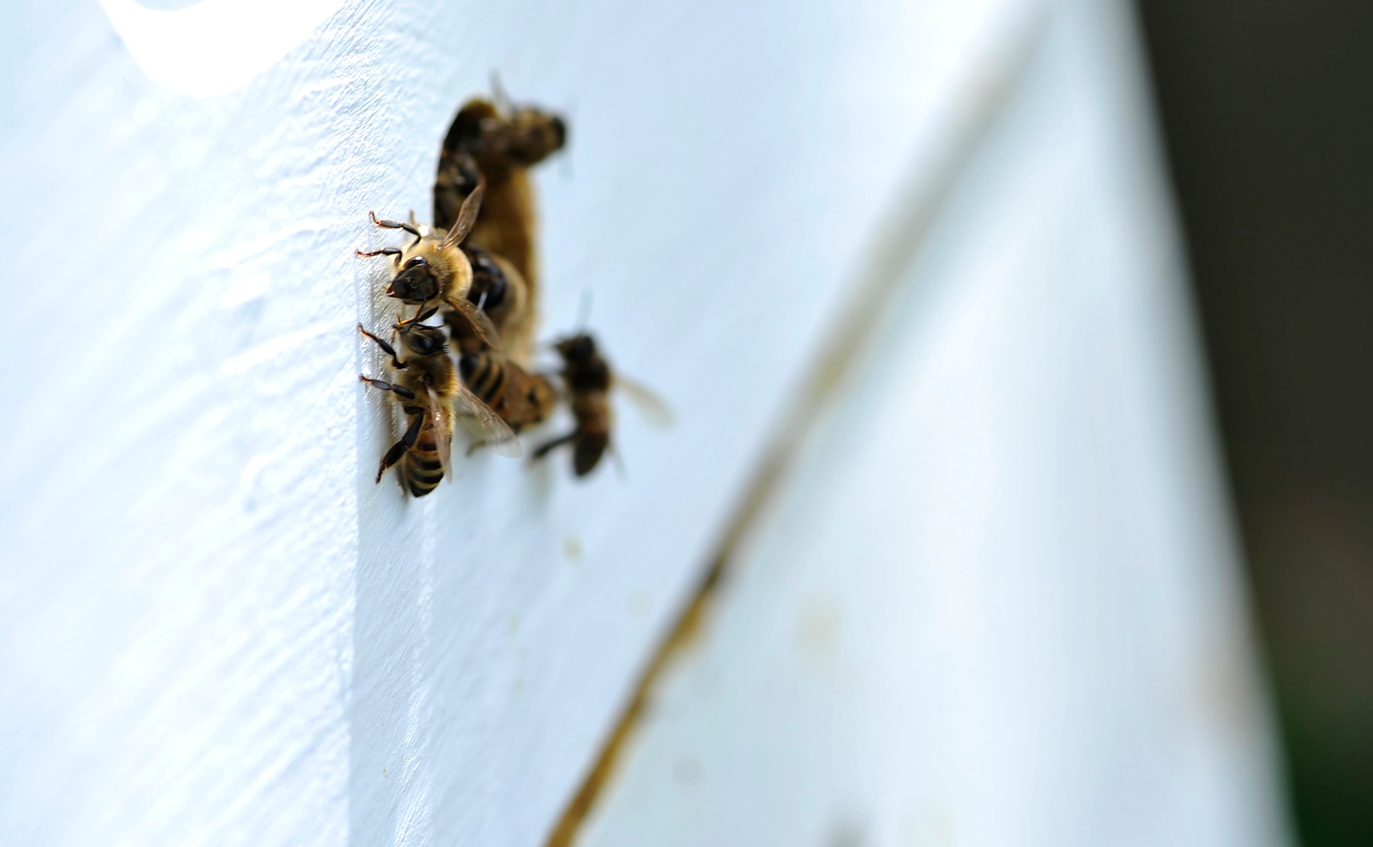 Several honeybees guard the opening to their hive, April 24, 2017, in Derby, Kan. In the hierarchy of a bee colony, worker bees make up the majority of the bees and are responsible for most of the work to maintain and care for the hive. (U.S. Air Force photo/Airman 1st Class Erin McClellan)