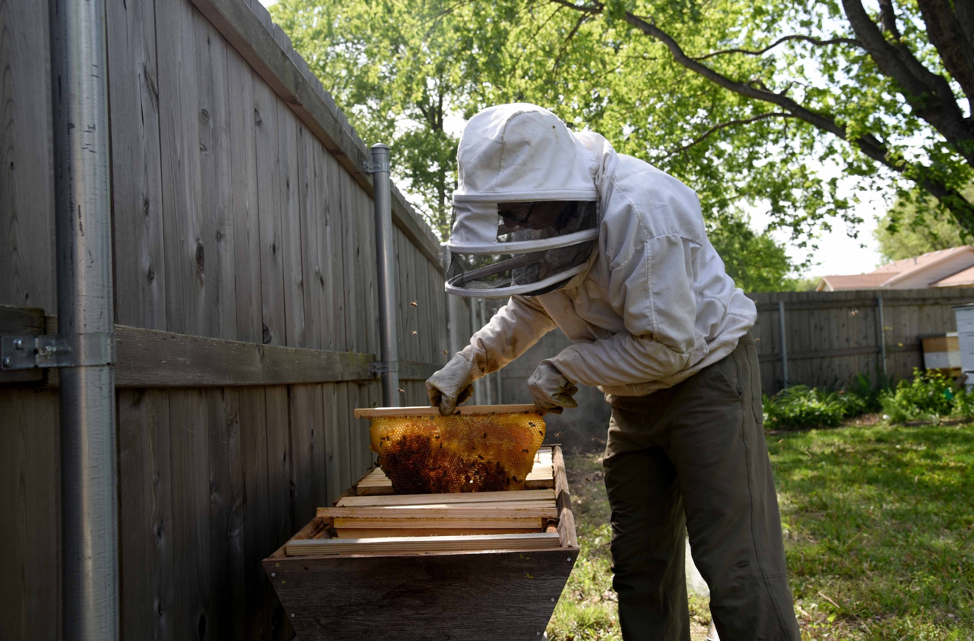 Tech. Sgt. Garrett Wright, 22nd Operations Support Squadron Survival Evasion Resistance and Escape and Personnel Recovery specialist, inspects one of his honeybee hives April 24, 2017, in Derby, Kan. Wright started beekeeping last year and now has five different hives in his backyard. (U.S. Air Force photo/Airman 1st Class Erin McClellan)