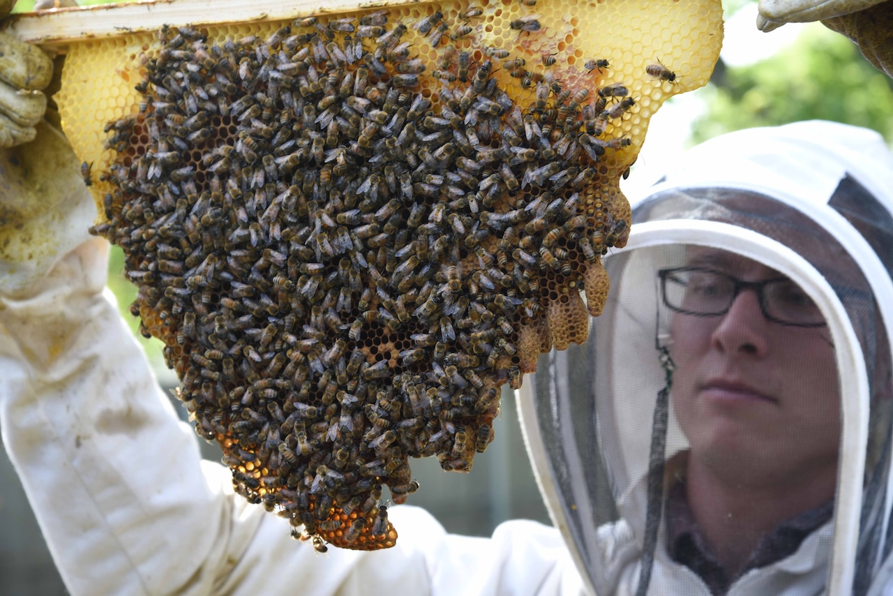 Tech. Sgt. Garrett Wright, 22nd Operations Support Squadron Survival Evasion Resistance and Escape and Personnel Recovery specialist, inspects emergency cells in one of his honeybee hives April 24, 2017, in Derby, Kan. Emergency cells are created by a bee colony to produce a new queen when the previous queen becomes injured, dies or leaves the hive. (U.S. Air Force photo/Airman 1st Class Erin McClellan)