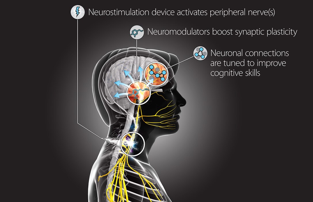 This Targeted Neuroplasticity Training concept diagram demonstrates how the Defense Advanced Research Projects Agency program will explore using peripheral nerve stimulation to enhance learning processes in the brain. DARPA will fund research teams from seven universities and partner with elements of the Air Force and Army to execute the program. DARPA graphic