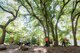 Airmen assigned to the 20th Fighter Wing spread pine straw during a beautification project at Swan Lake and Iris Garden in Sumter, S.C., April 29, 2016. Approximately 50 Airmen volunteered to do landscaping at Swan Lake picked up trash. (U.S. Air Force photo by Senior Airman Jensen Stidham)