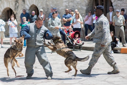 Airmen from the 341st Training Squadron perform a Military Working Demonstration as a part of Fiesta in front of the crowd at Air Force Day at the Alamo in San Antonio, Texas April 24, 2017. Fiesta is a 10-day event with more than 100 scheduled events designed to honor the heroes of the Alamo and the Battle of San Jacinto. 
