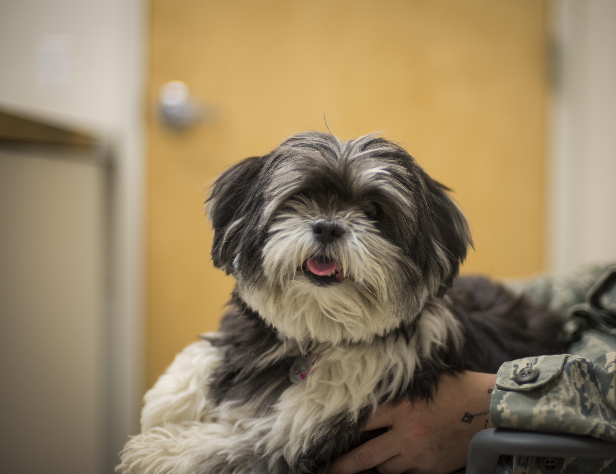 Maggie, a 9-year-old Lhasa Apso, poses for the camera during a checkup at the 49th Medical Group veterinary clinic at Holloman Air Force Base, N.M. on April 27, 2017. To better prepare dog owners for the upcoming summer season, Dr. Carolyn Fletcher, a veterinarian with the 49th MDG veterinary clinic, provided some tips on summer pet safety, with topics ranging from heat exhaustion to traveling. (U.S. Air Force photo by Airman 1st Class Alexis P. Docherty) 