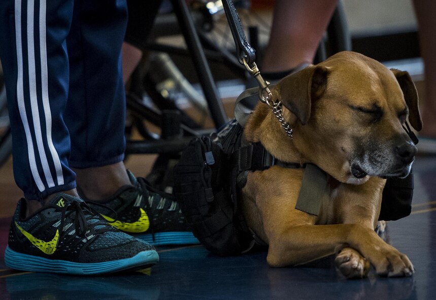 A wounded warrior’s service dog grabs a short nap on the final day of the Air Force training camp held at Eglin Air Force Base, Fla., April 28. The base-hosted, week-long Warrior Games training camp is the last team practice session before the yearly competition in June. (U.S. Air Force photo/Samuel King Jr.)
