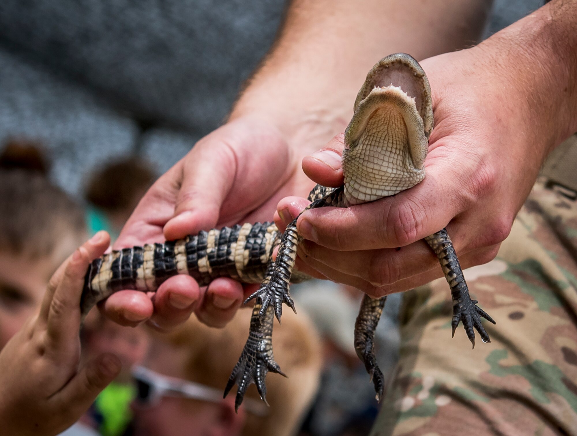 A child reaches up to touch the tail of a baby alligator during the 6th Ranger Training Battalion’s open house event April 29 at Eglin Air Force Base, Fla. The event was a chance for the public to learn how Rangers train and operate. The event displays showed equipment, weapons, a reptile zoo, face painting and weapon firing among others. The demonstrations showed off hand-to-hand combat, a parachute jump, snake show, and Rangers in action. (U.S. Air Force photo/Samuel King Jr.)
