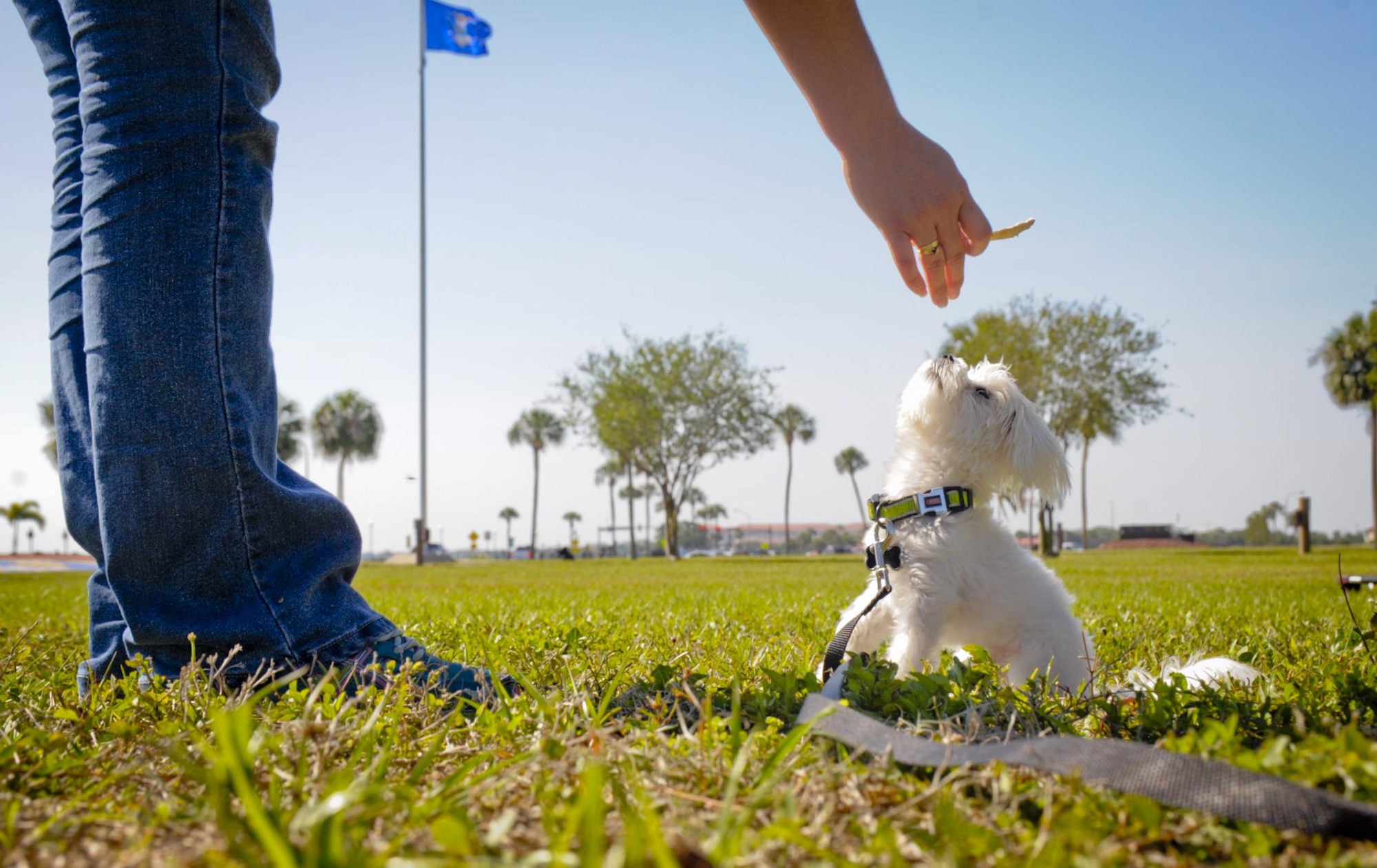 Khaos, the Sexual Assault Prevention and Response therapy dog in-training for the Paw Support Program, completes certification with his trainer at MacDill Air Force Base, Fla., May 9, 2017. Khaos has completed three weeks of full immersion training and has a few additional requirements to complete before he will be qualified to assist sexual assault victims. (U.S. Air Force photo by Senior Airman Mariette Adams)