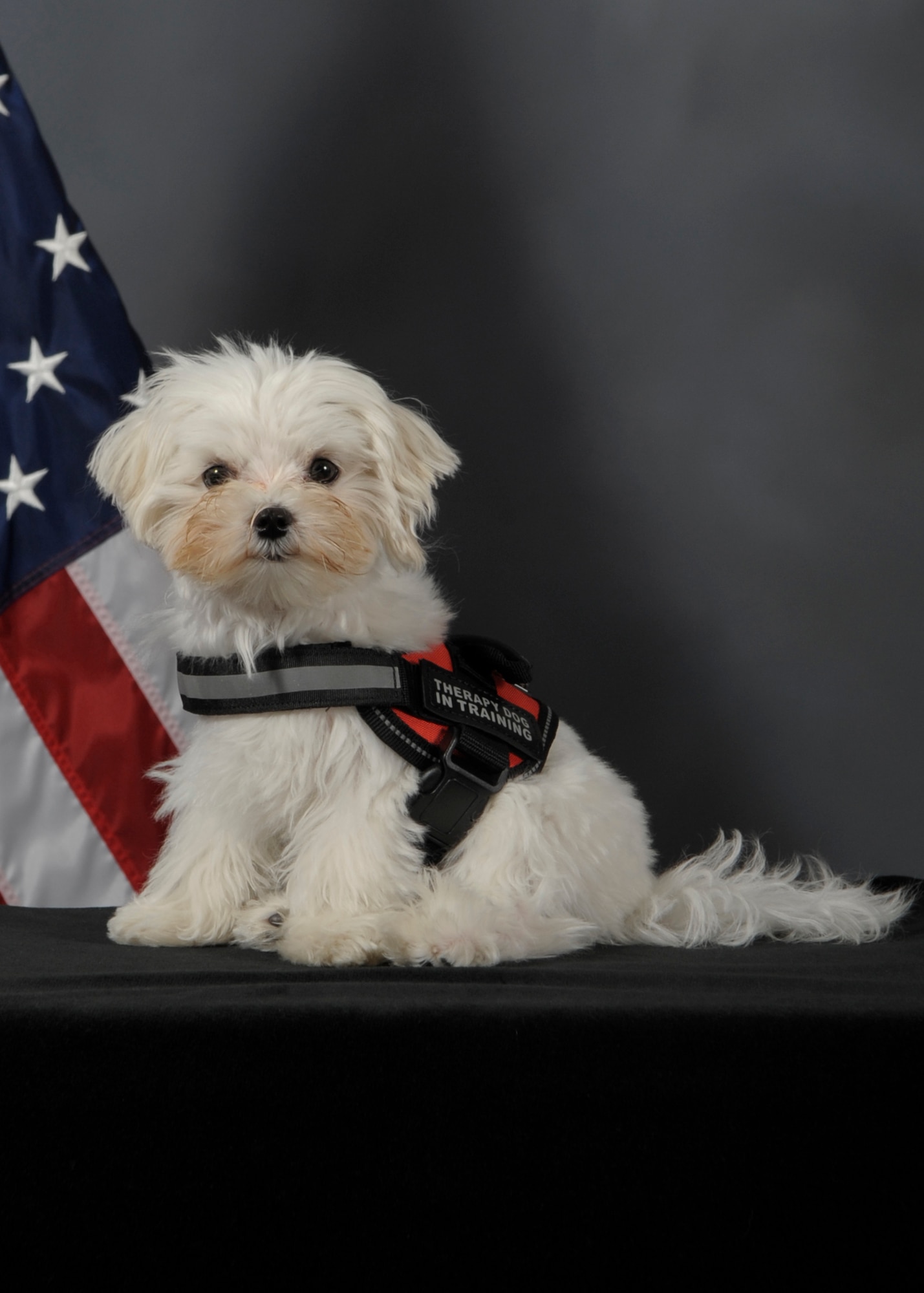 Khaos, the first Sexual Assault Prevention Response therapy dog in training assigned to the 6th Air Mobility Wing, pauses for an official photo on MacDill Air Force Base, Fla., March 29, 2017. Khaos is part of the Paw Support Program in which he will provide therapeutic support for sexual assault victims and MacDill personnel. (U.S. Air Force photo by Senior Airman Mariette Adams)