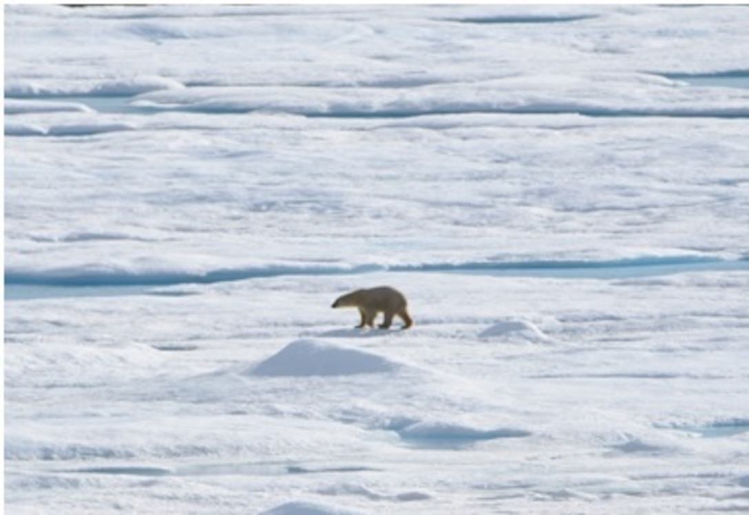 HEALY’s first polar bear of the summer! 