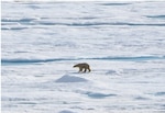 HEALY’s first polar bear of the summer! 