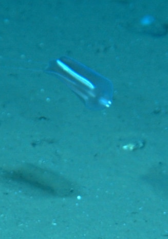 The new benthic comb jelly! 