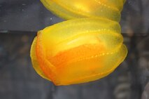 The "pumpkin jellyfish" discovered this week.