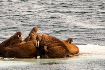 A herd of walrus relaxing on an ice floe. 