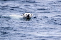 A friendly polar bear swims closer to inspect CGC HEALY.