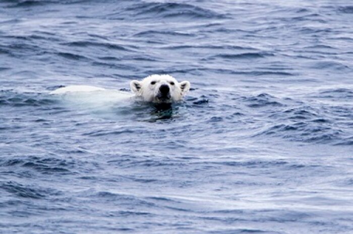 A friendly polar bear swims closer to inspect CGC HEALY.